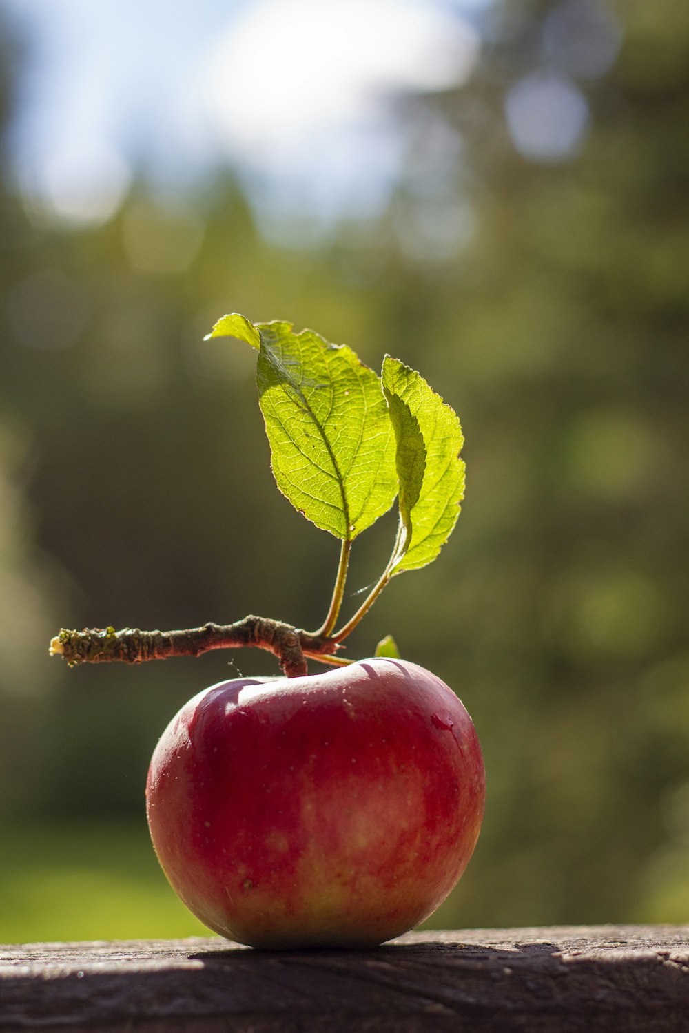 a red apple with a green leaf on it