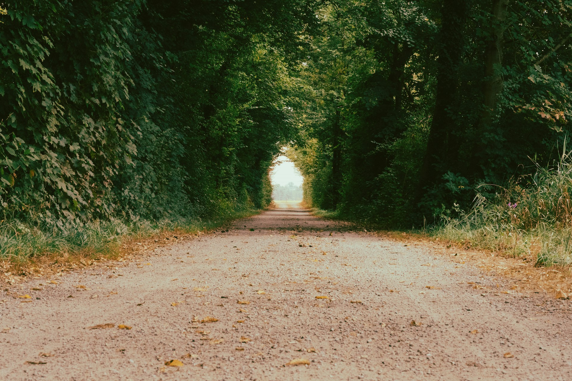 a dirt road with trees on either side of it