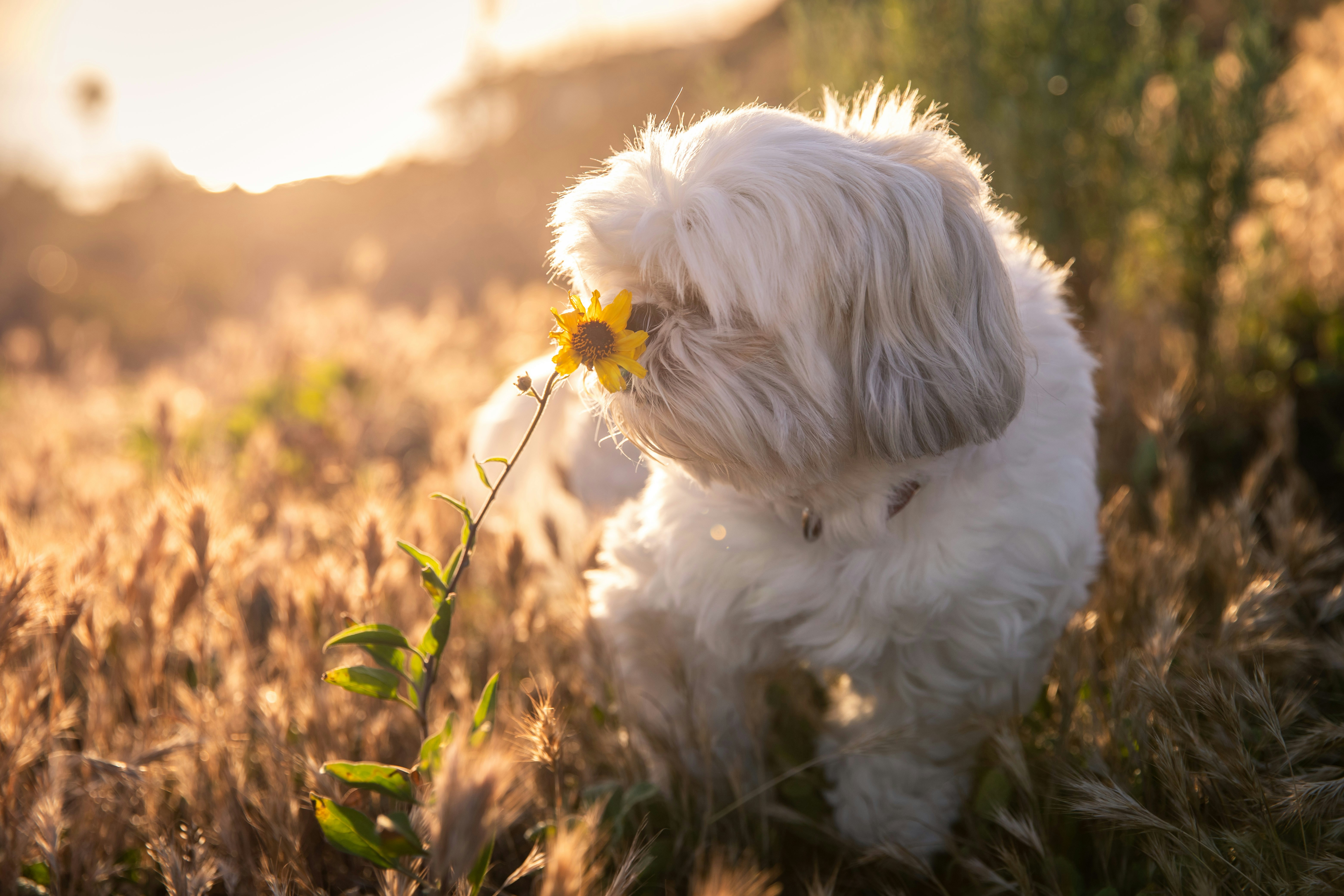 dog smelling flower