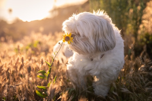 a dog standing in a field