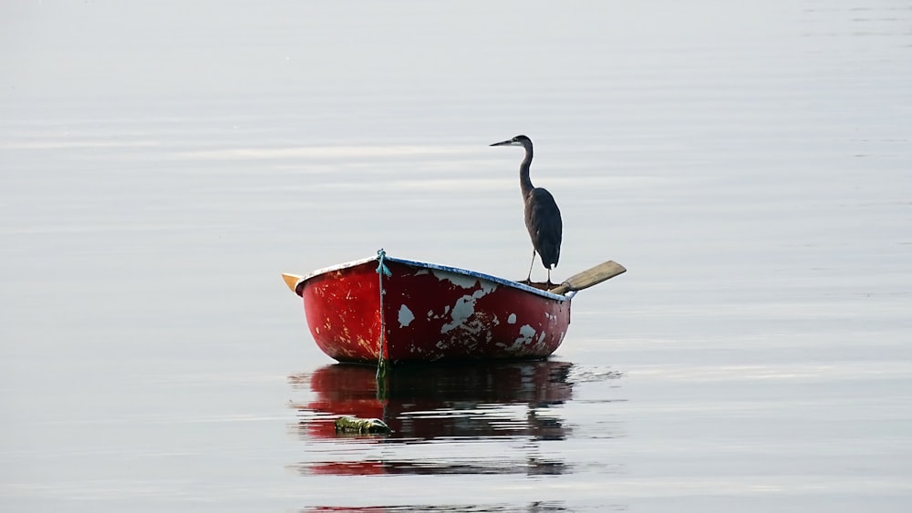 a bird on a small boat