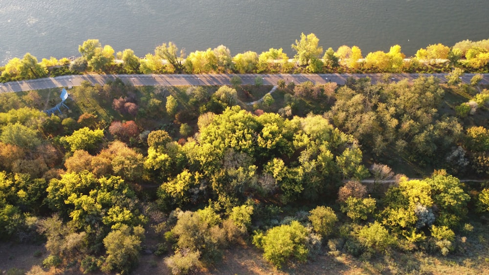 a forest of trees