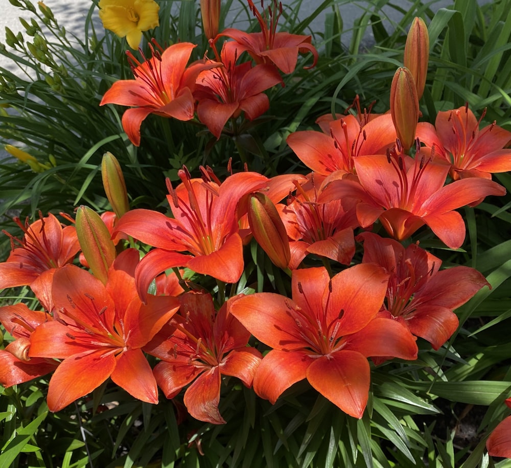 a group of red flowers