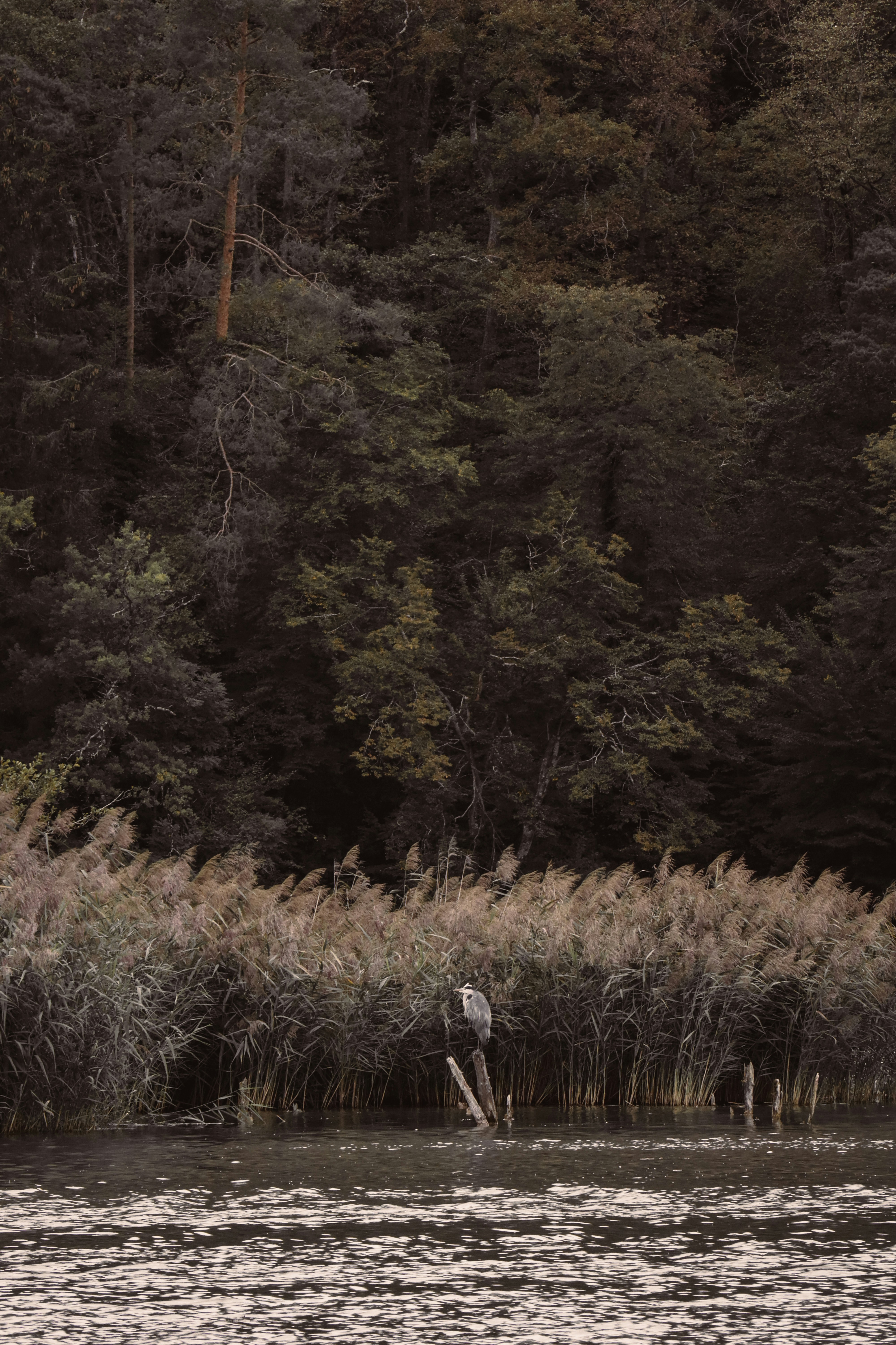 Photo by nalani_photo