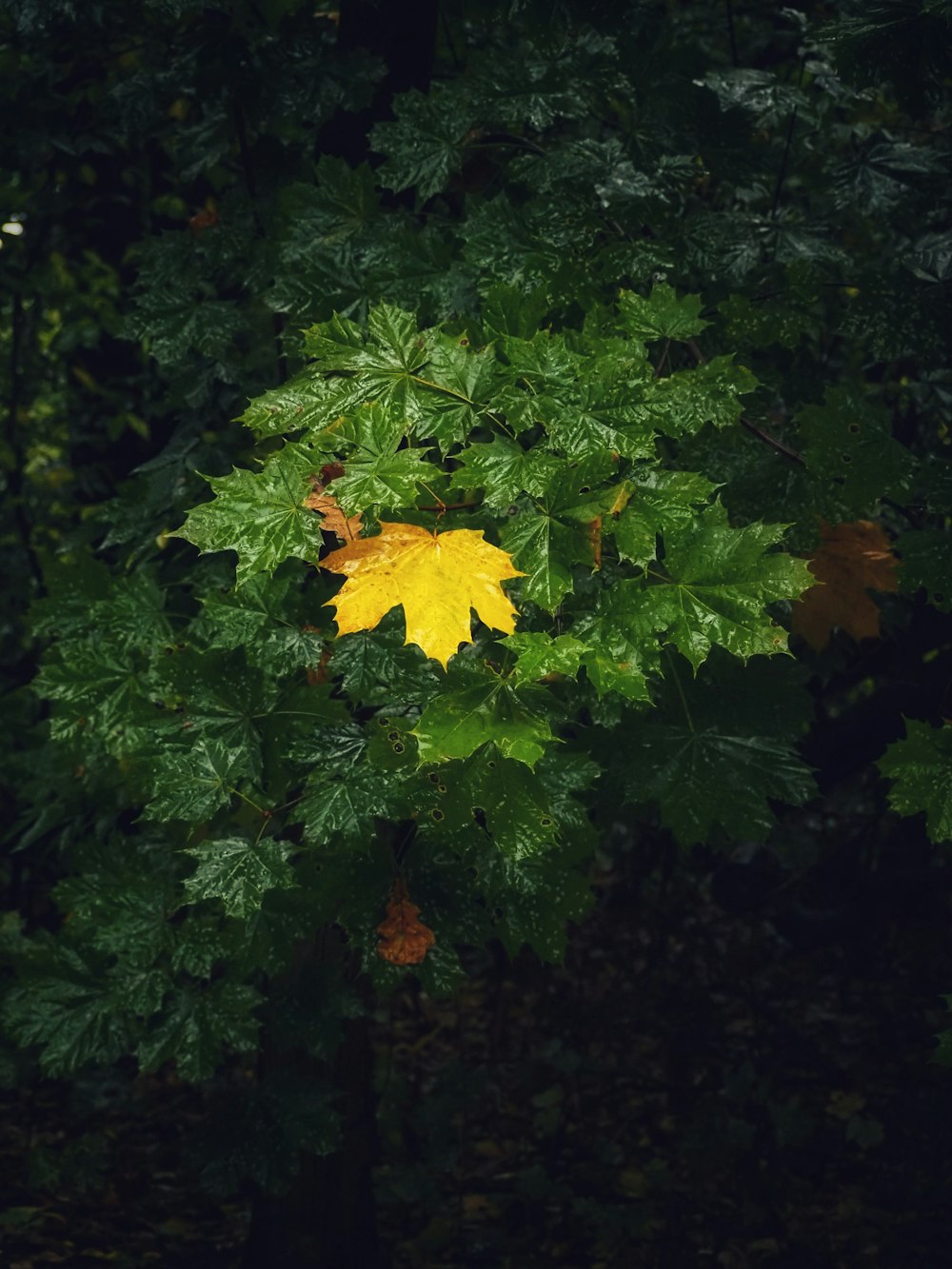 a yellow leaf on a tree