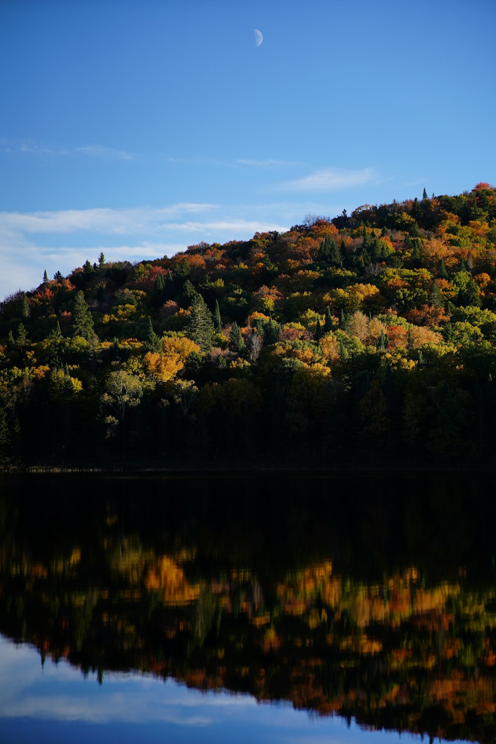 a body of water with trees around it