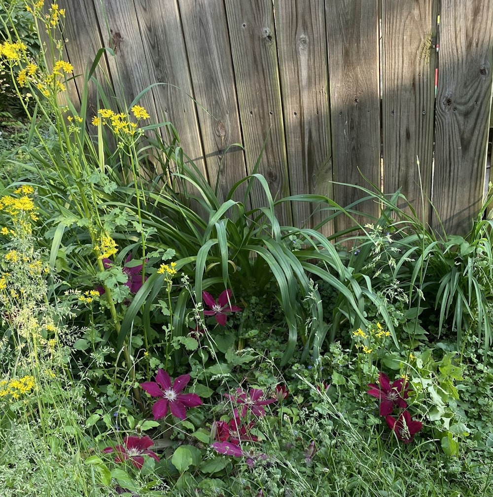 a garden with flowers