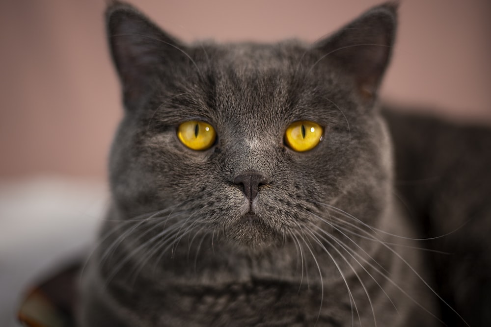 a cat with yellow eyes