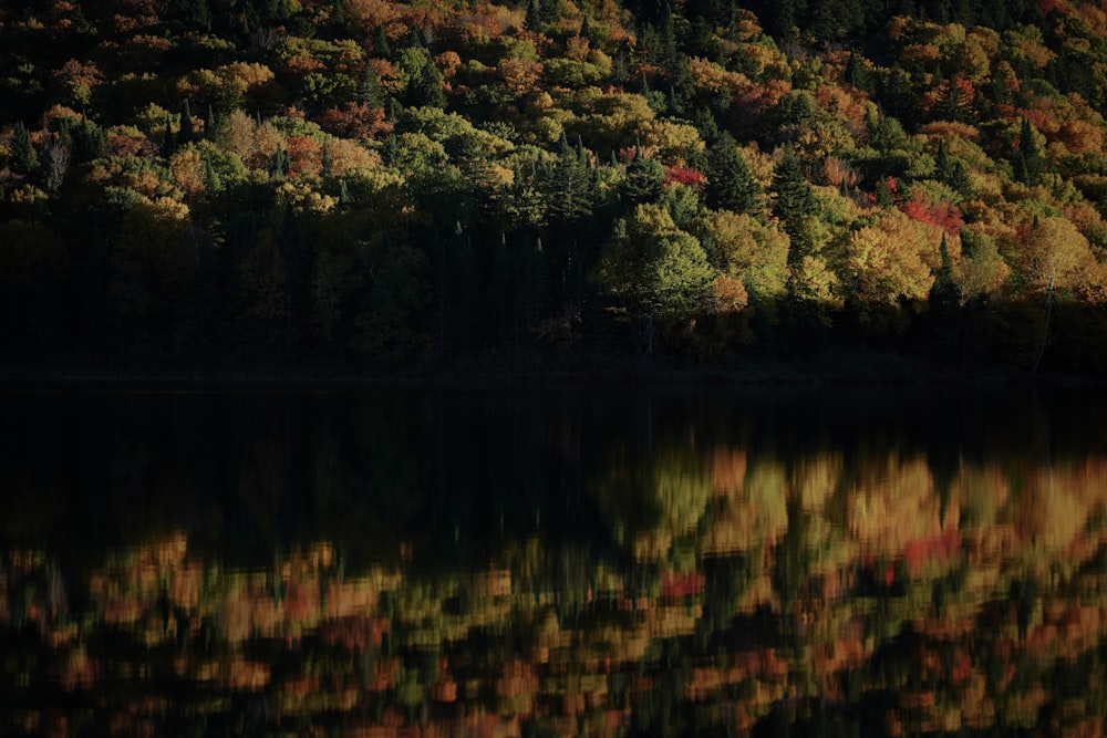 a body of water with trees around it