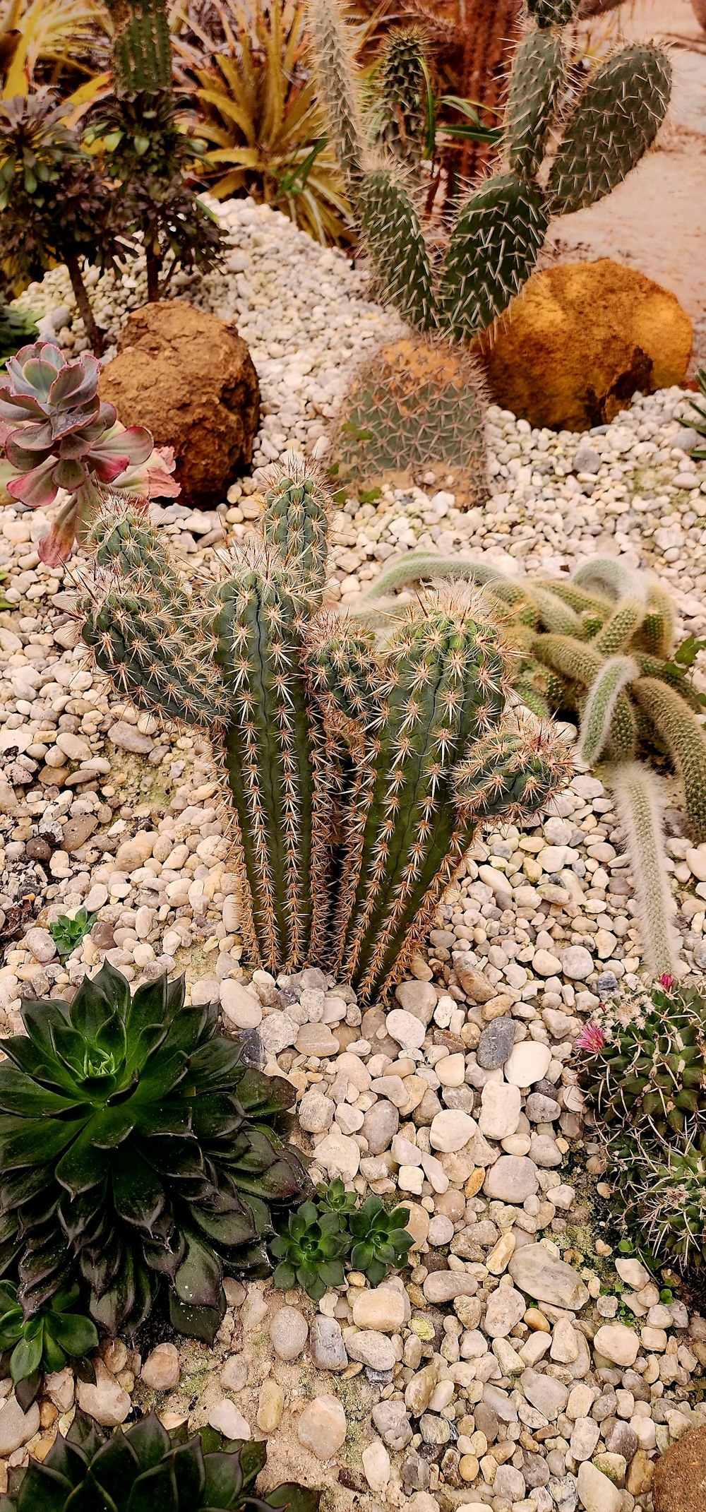a group of cactus in a rocky area