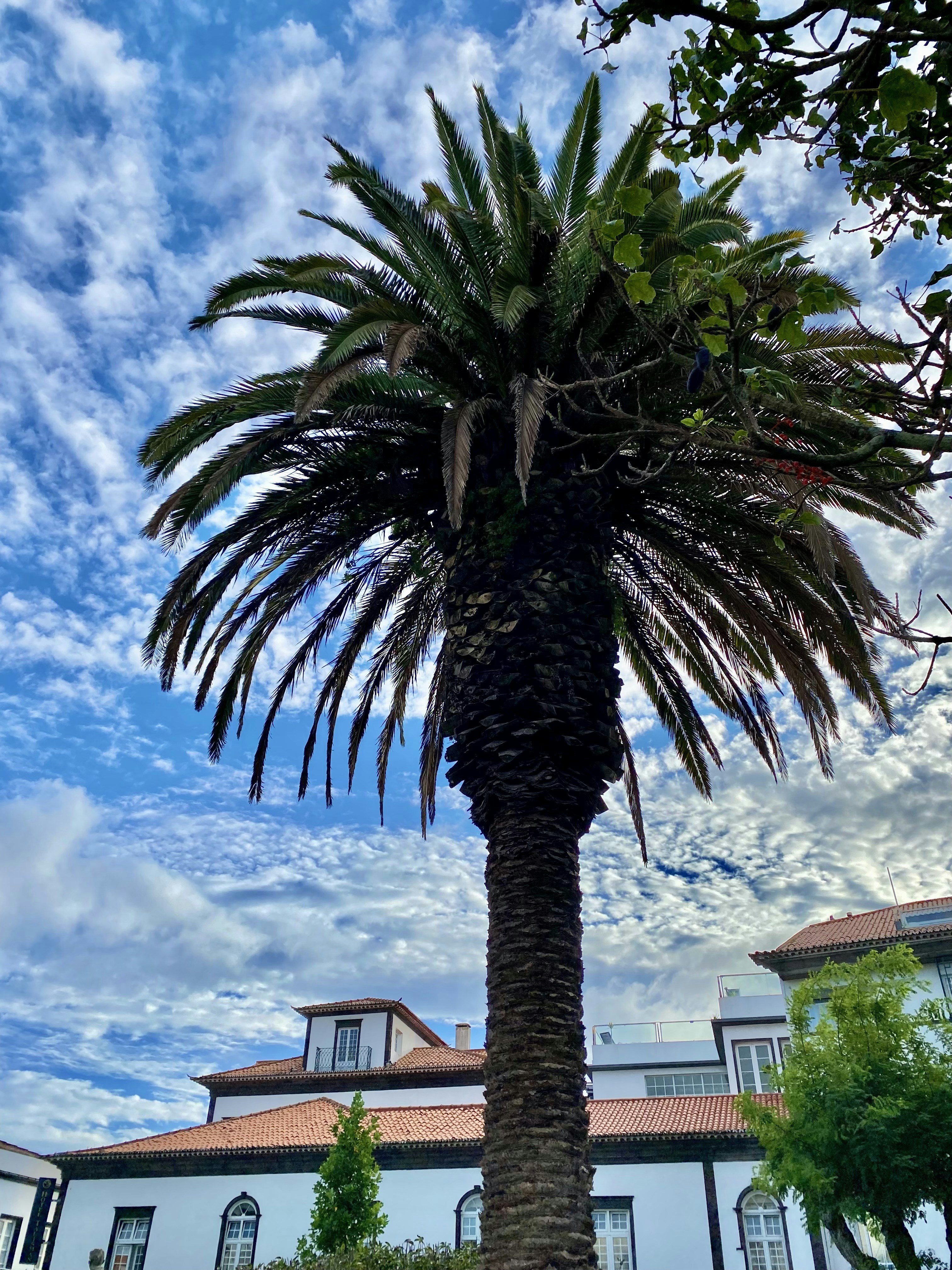 uma palmeira na frente de um edifício