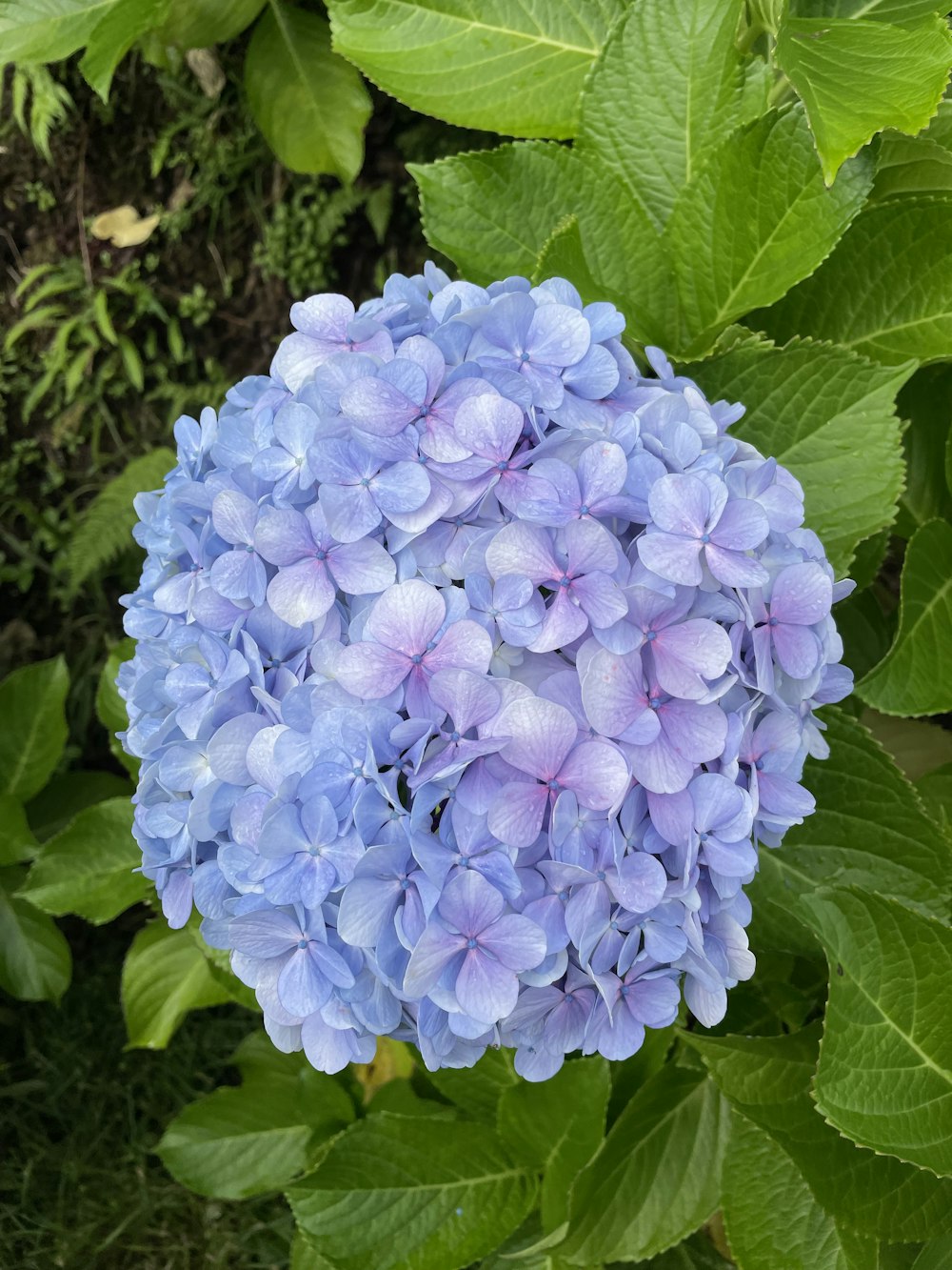 a group of flowers