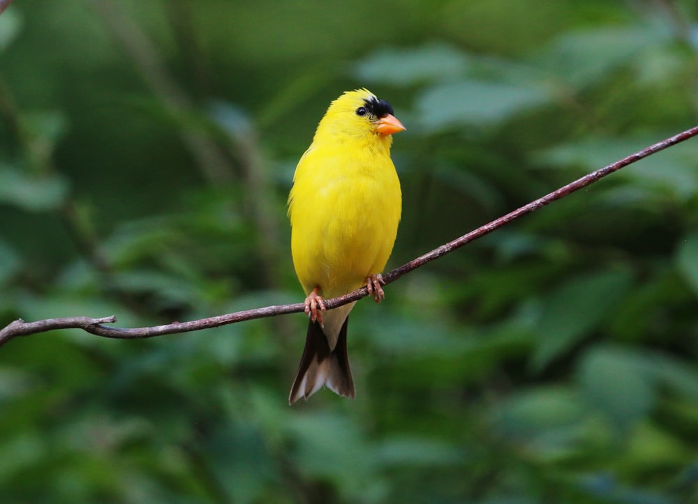 Ein gelber Vogel auf einem Ast