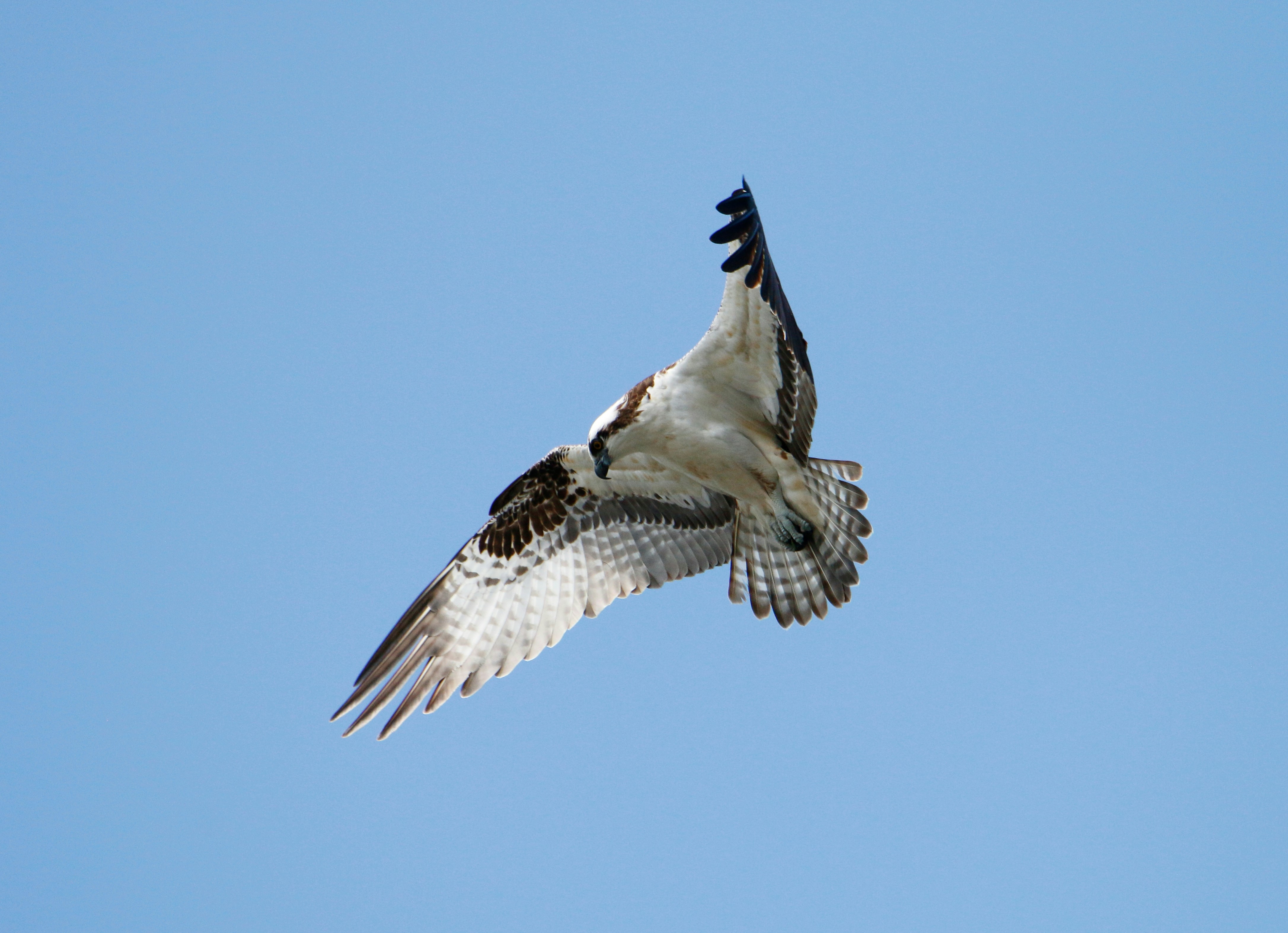 Photo by goldenplover31