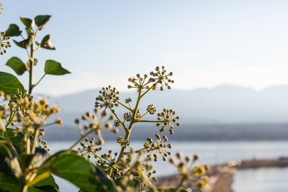 a close-up of a plant