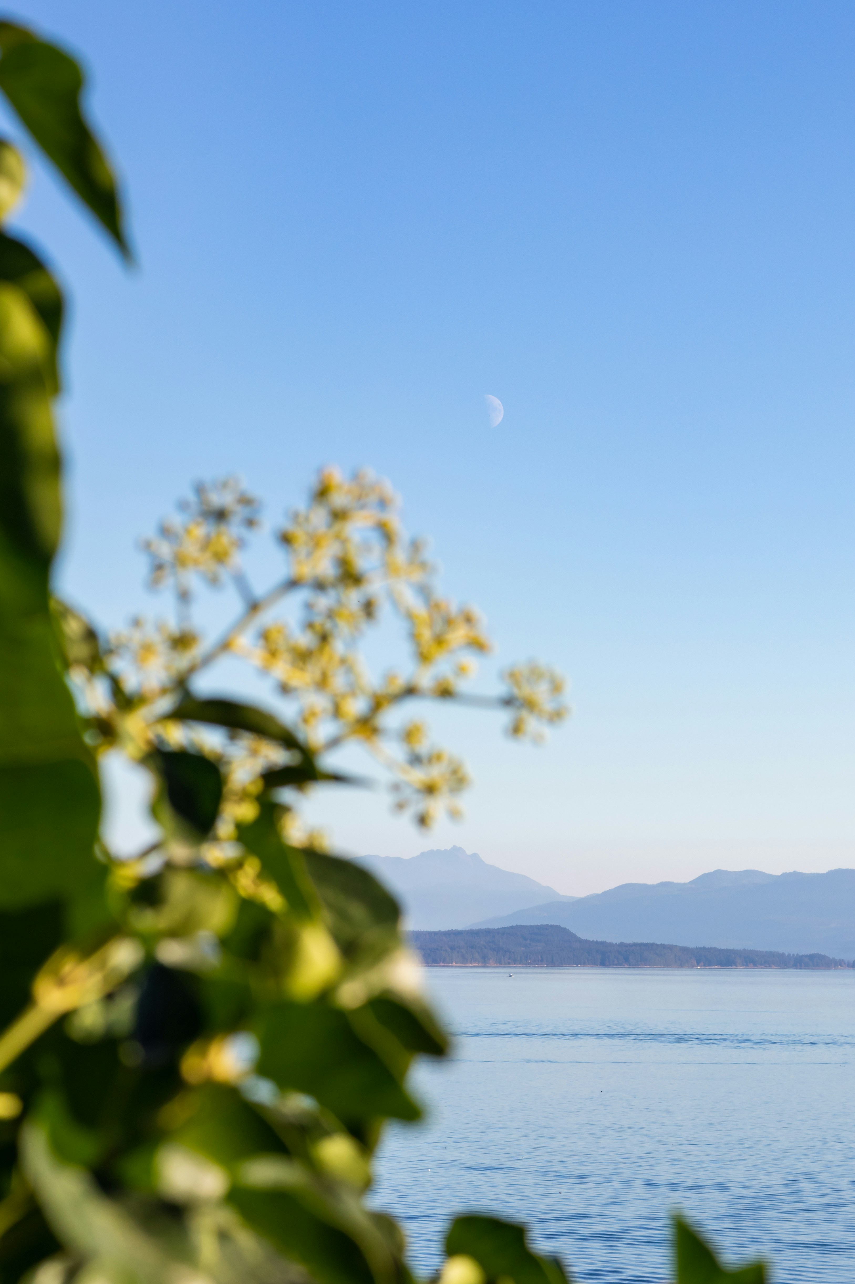 a plant with yellow flowers