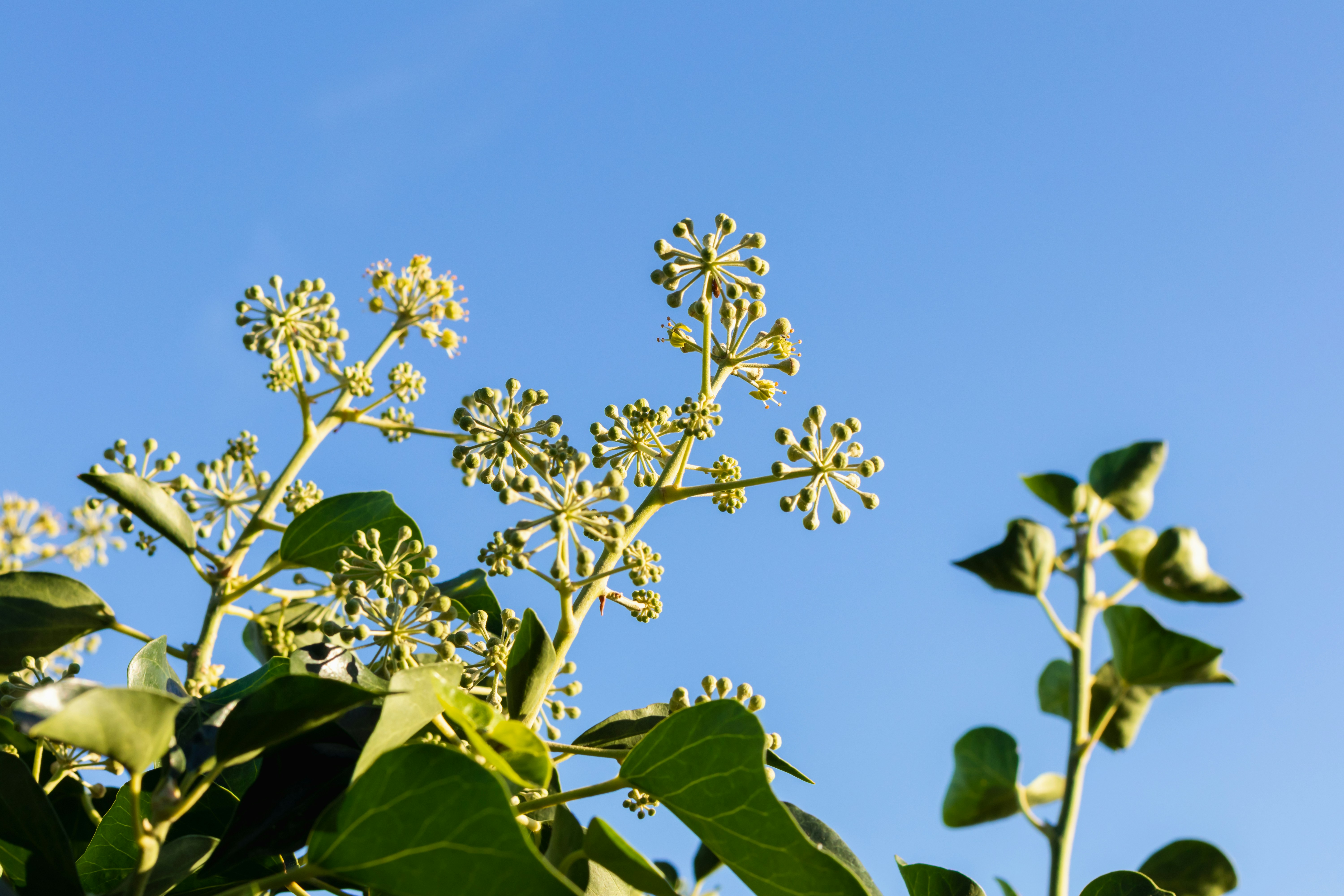 a close-up of some flowers
