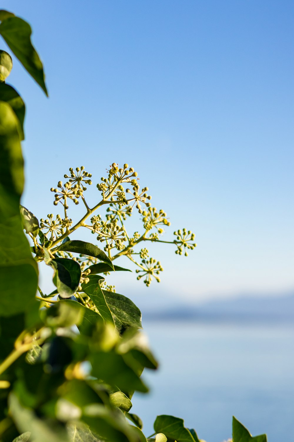 a close up of a plant