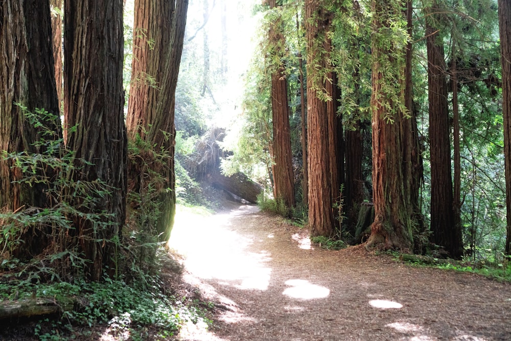 a dirt road in a forest