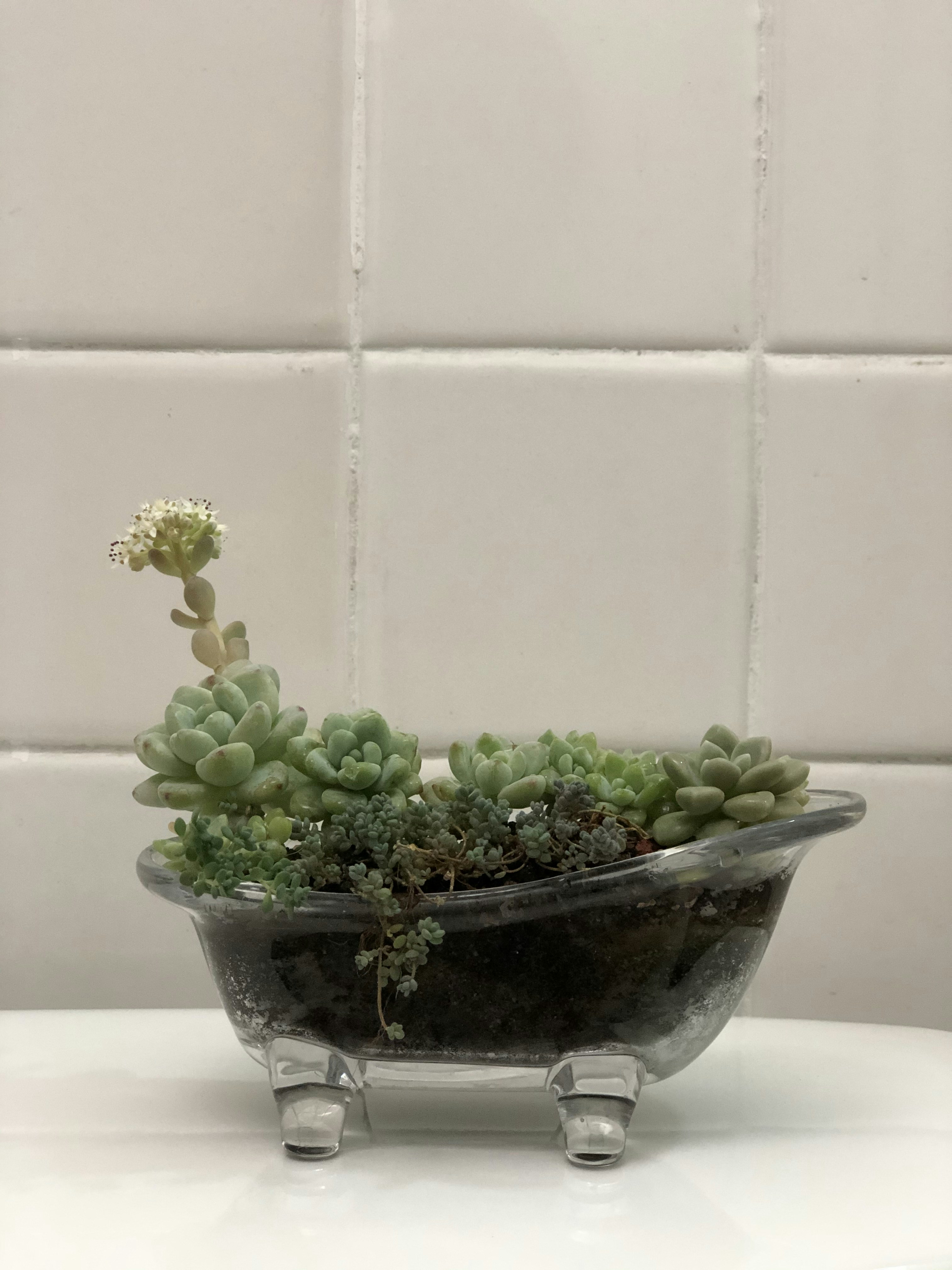 Un cactus en maceta en una habitación