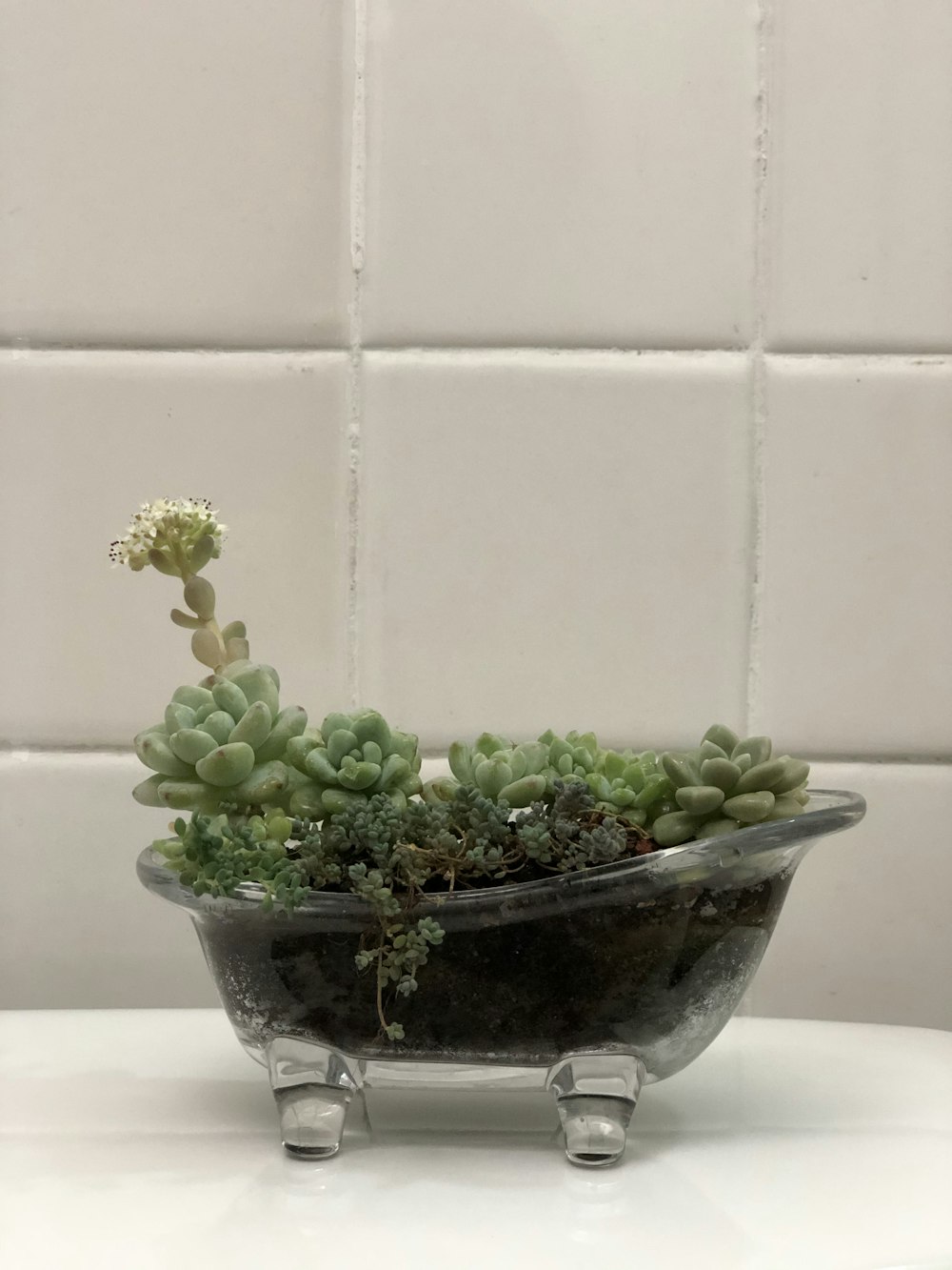 a potted cactus in a room
