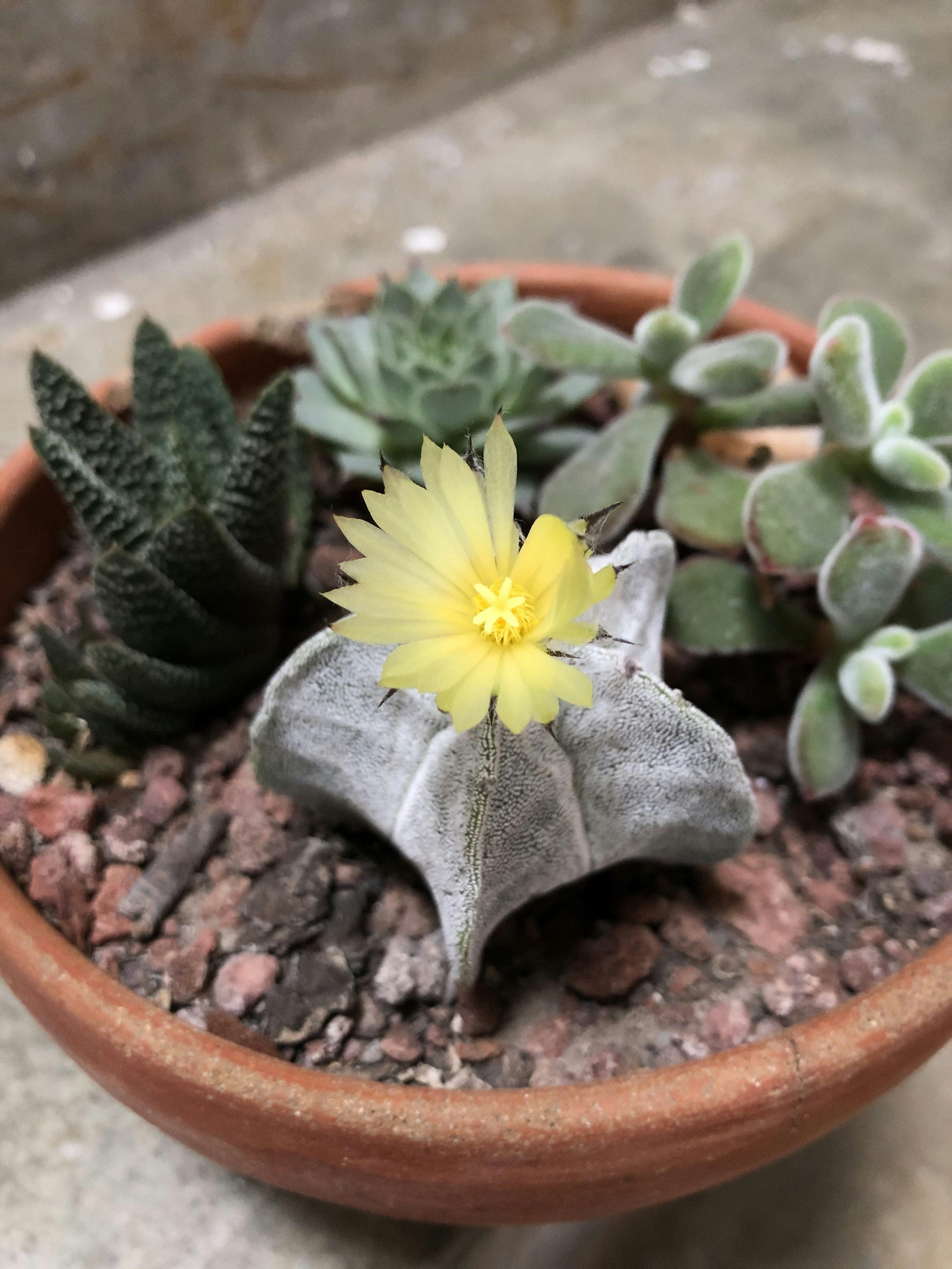 una planta en una maceta