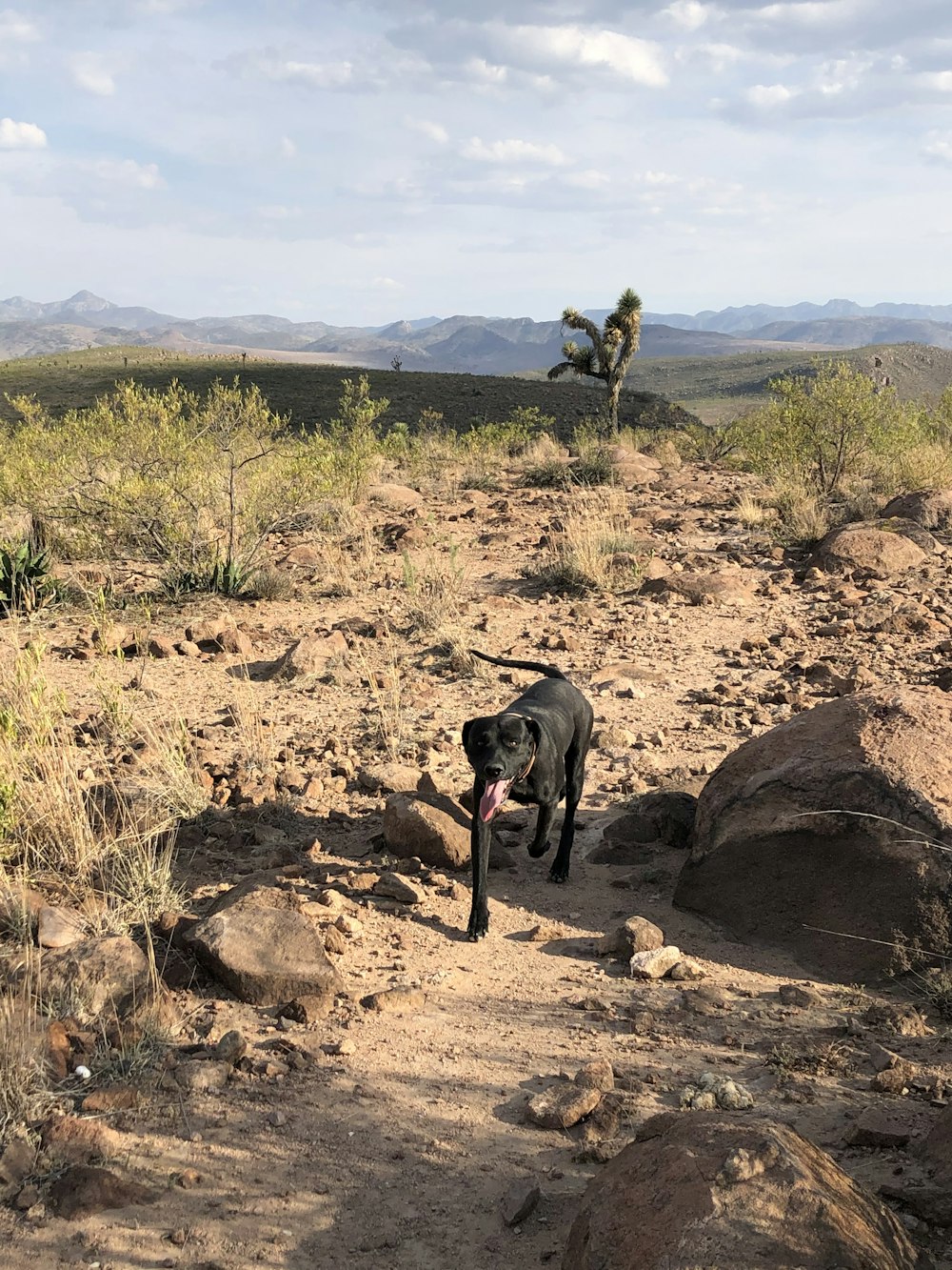 a dog standing on a rocky area