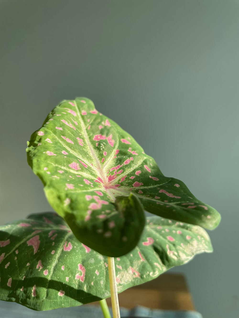 a green leaf with pink spots