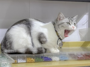 A cat with a grey and white coat yawns while sitting on a shelf lined with small boxes containing colorful beads and stones. The cat wears a decorated collar with a tag, adding a touch of playfulness to the scene. The background is a simple, light-colored surface, which contrasts with the vibrant hues of the beads.