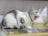A cat with a grey and white coat yawns while sitting on a shelf lined with small boxes containing colorful beads and stones. The cat wears a decorated collar with a tag, adding a touch of playfulness to the scene. The background is a simple, light-colored surface, which contrasts with the vibrant hues of the beads.