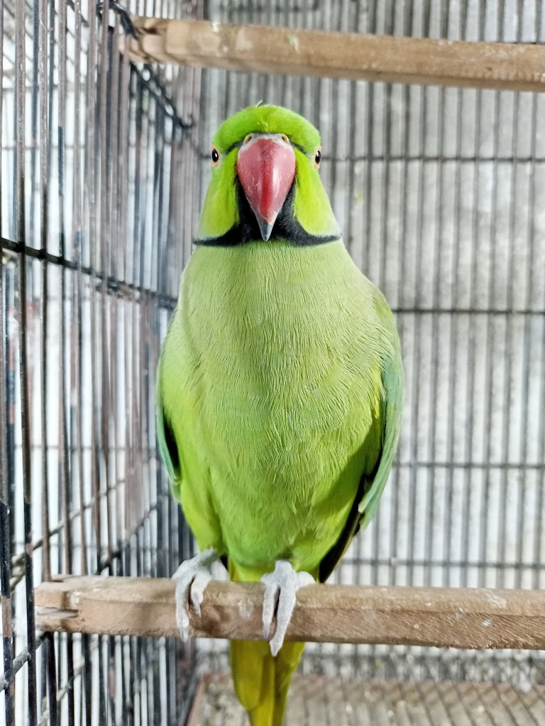 Jaula para Aves
