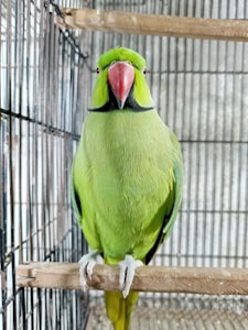 Jaula para Aves