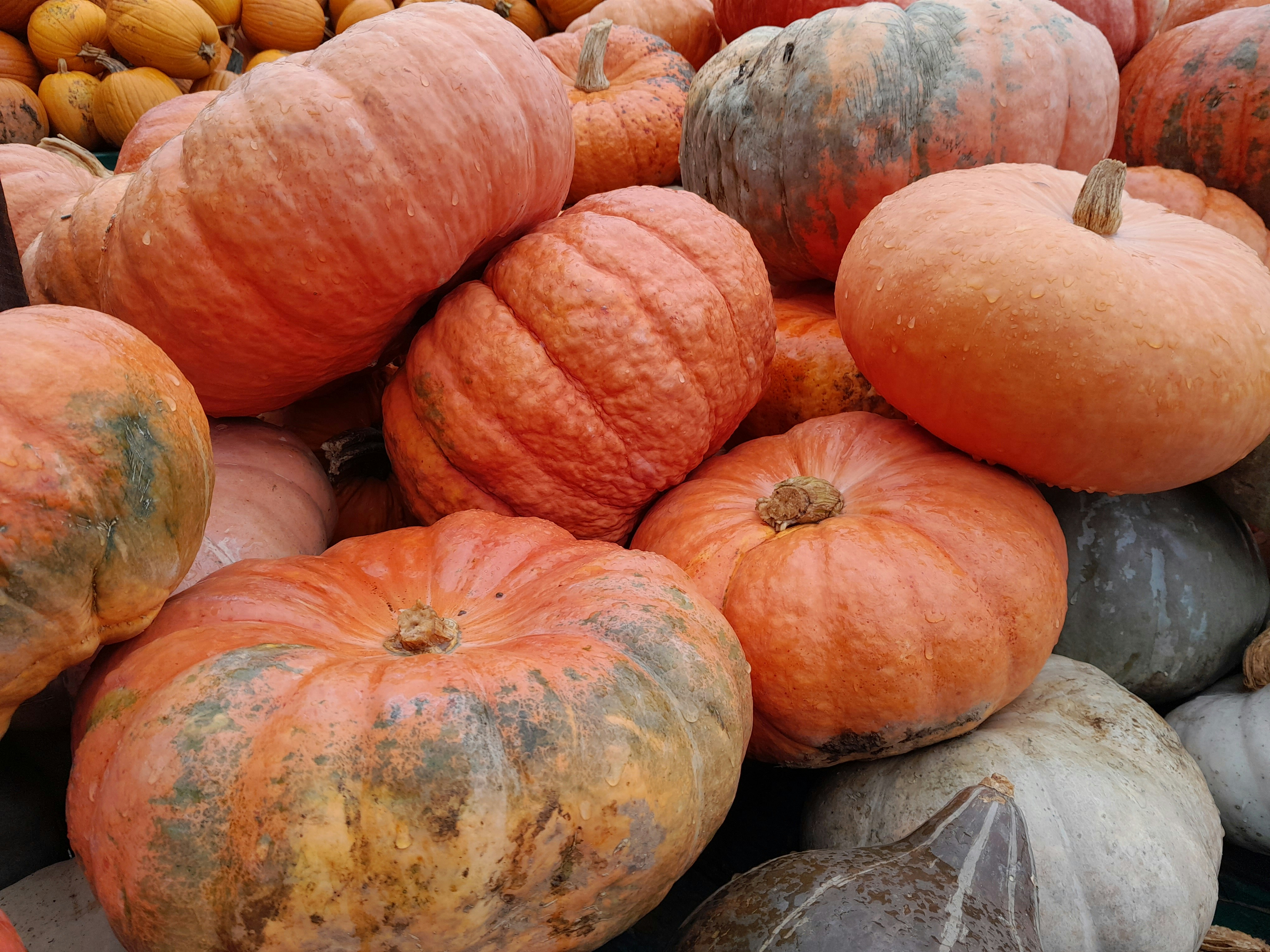 Are Decorative Pumpkins Edible? Unraveling the Mystery of Fall Gourds