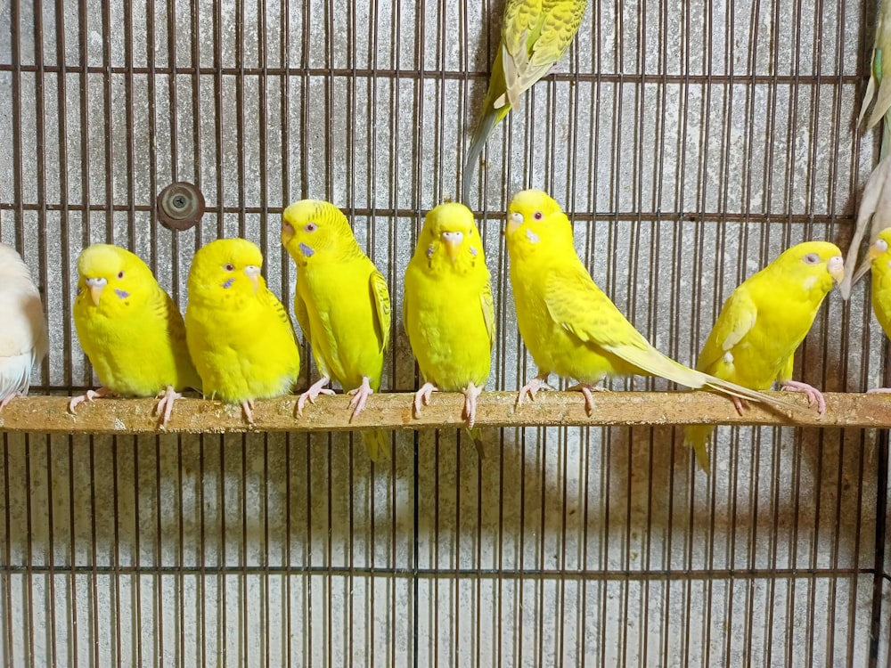 a group of birds on a branch