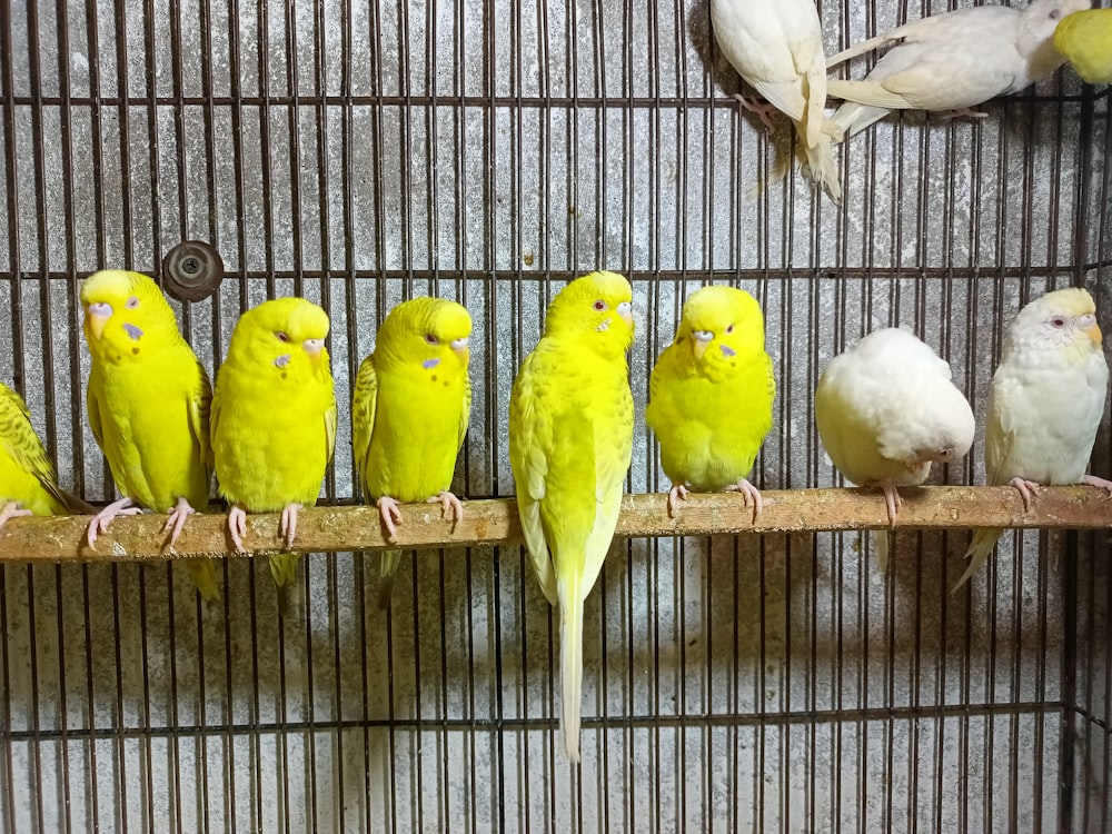 a group of birds on a wire