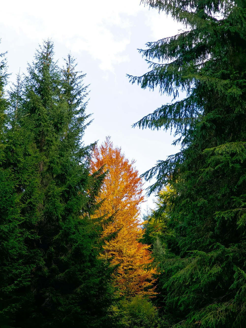 a group of trees