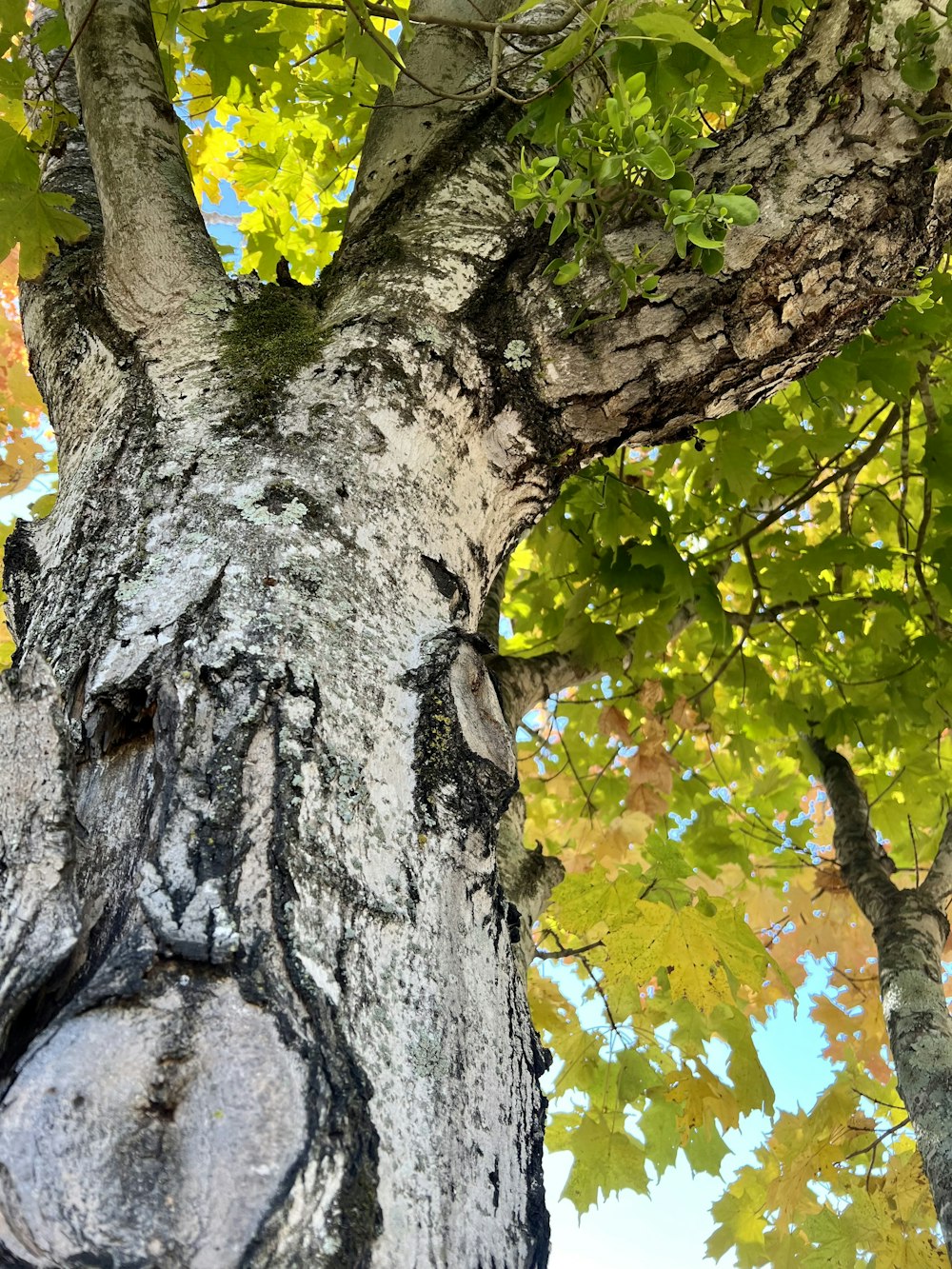 a tree with green leaves