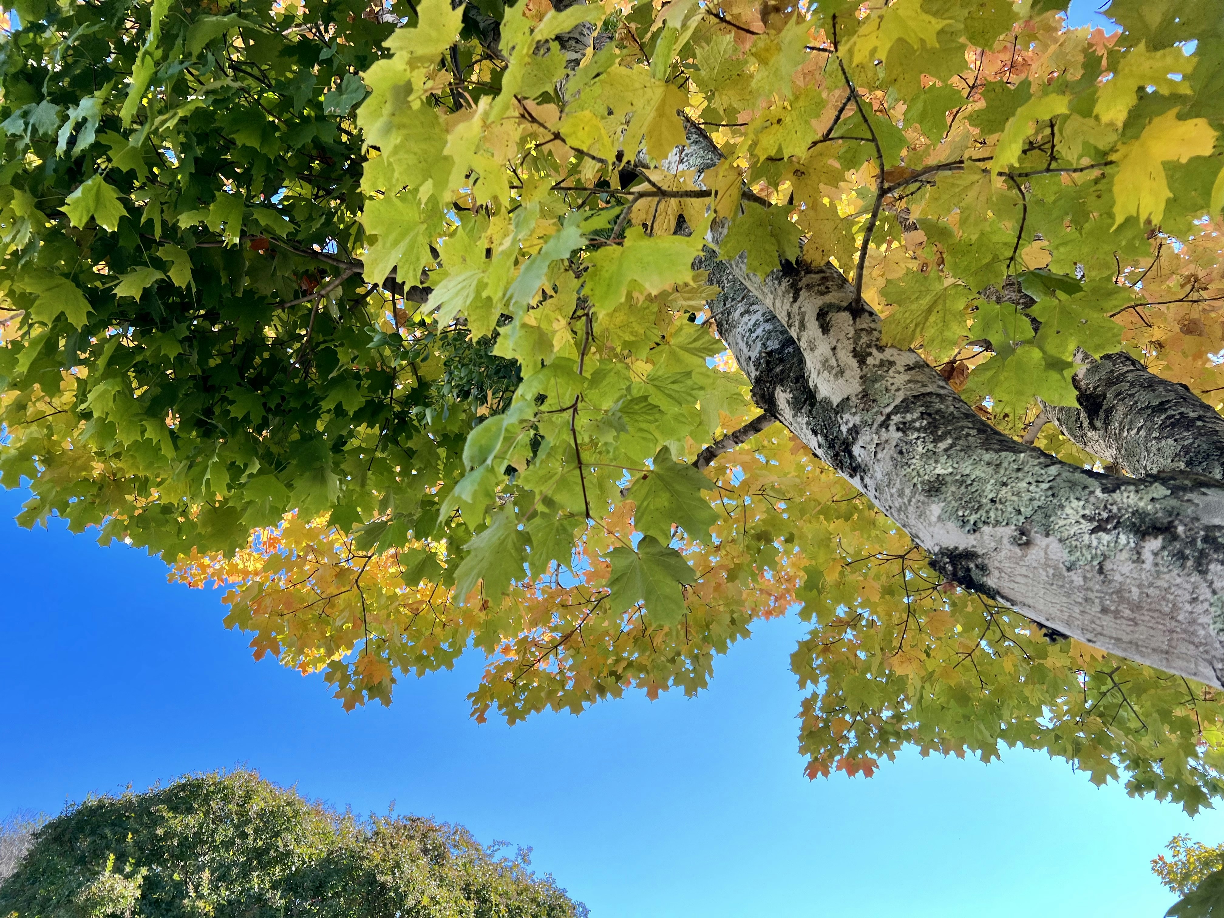 un árbol con hojas amarillas