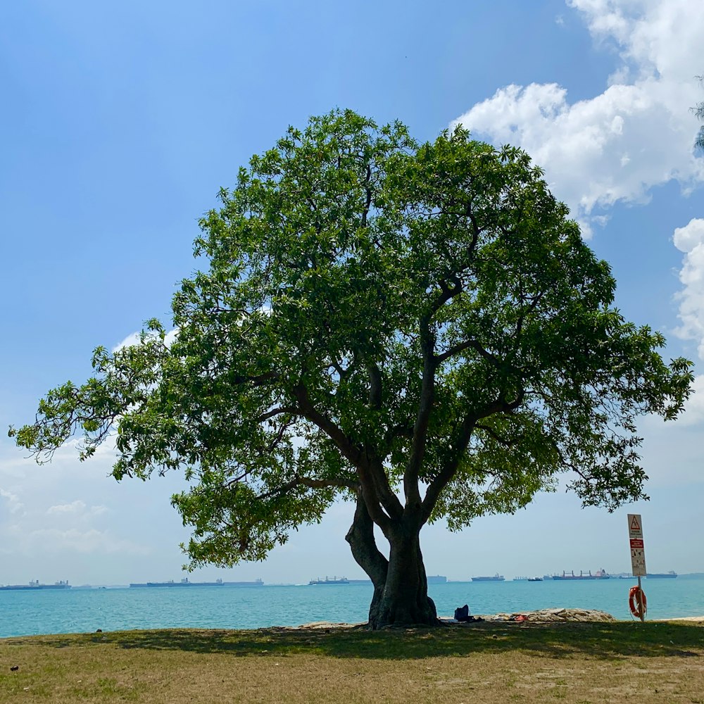 a tree on a beach