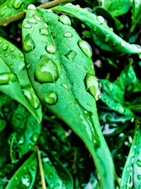 A close-up of leaves covered in morning dew symbolizing freshness and renewal.