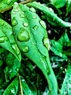 Close-up of fresh rubber tree leaves glistening with morning dew