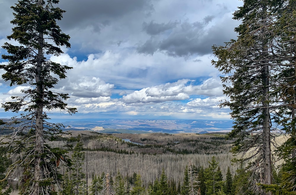 a landscape with trees and mountains in the background