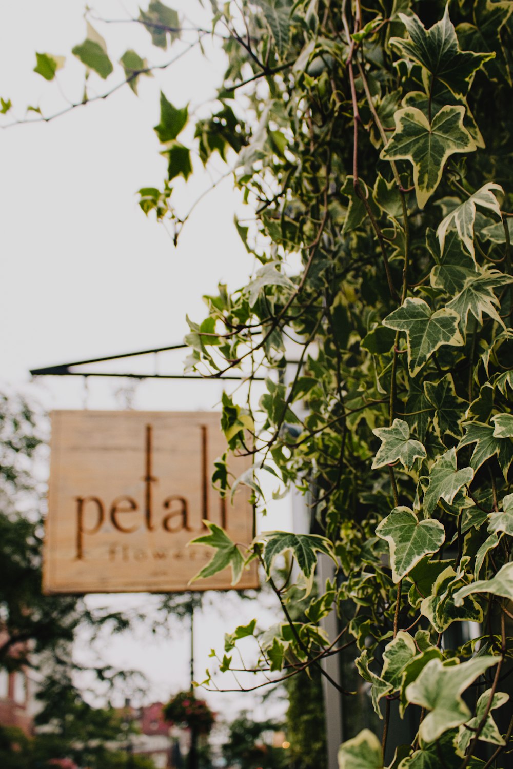 a sign hangs from a tree