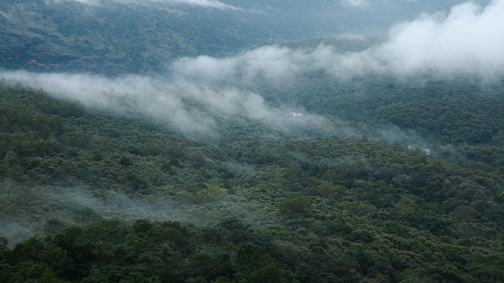 a forest of trees