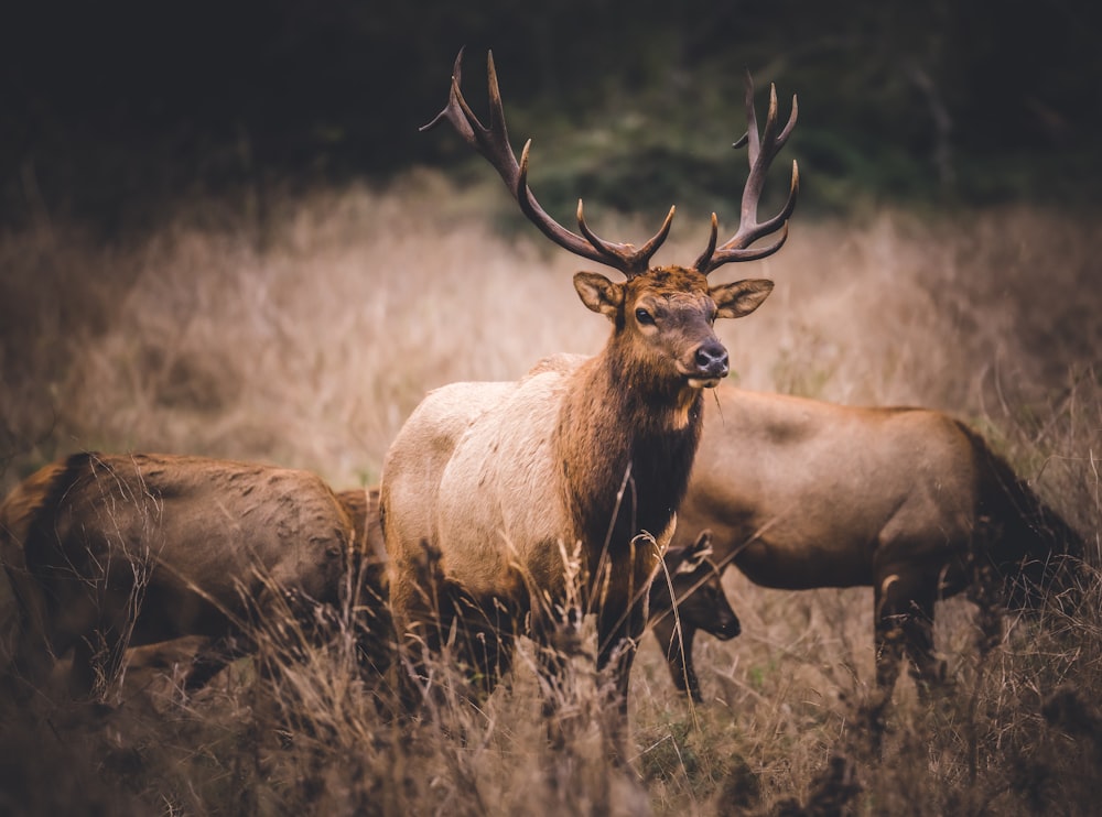 a group of deer in a field