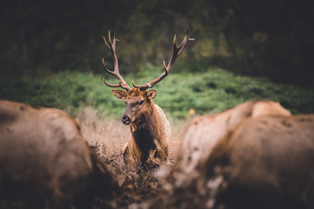 a deer with antlers in a field