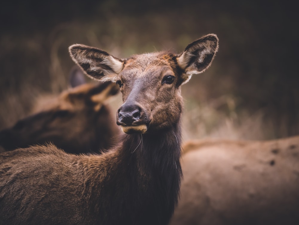 a deer with a blurry background