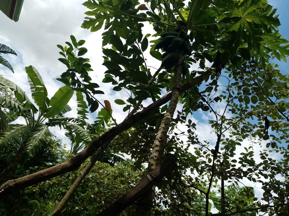 a tree with fruit growing on it