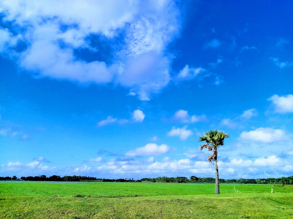 a tree in a field