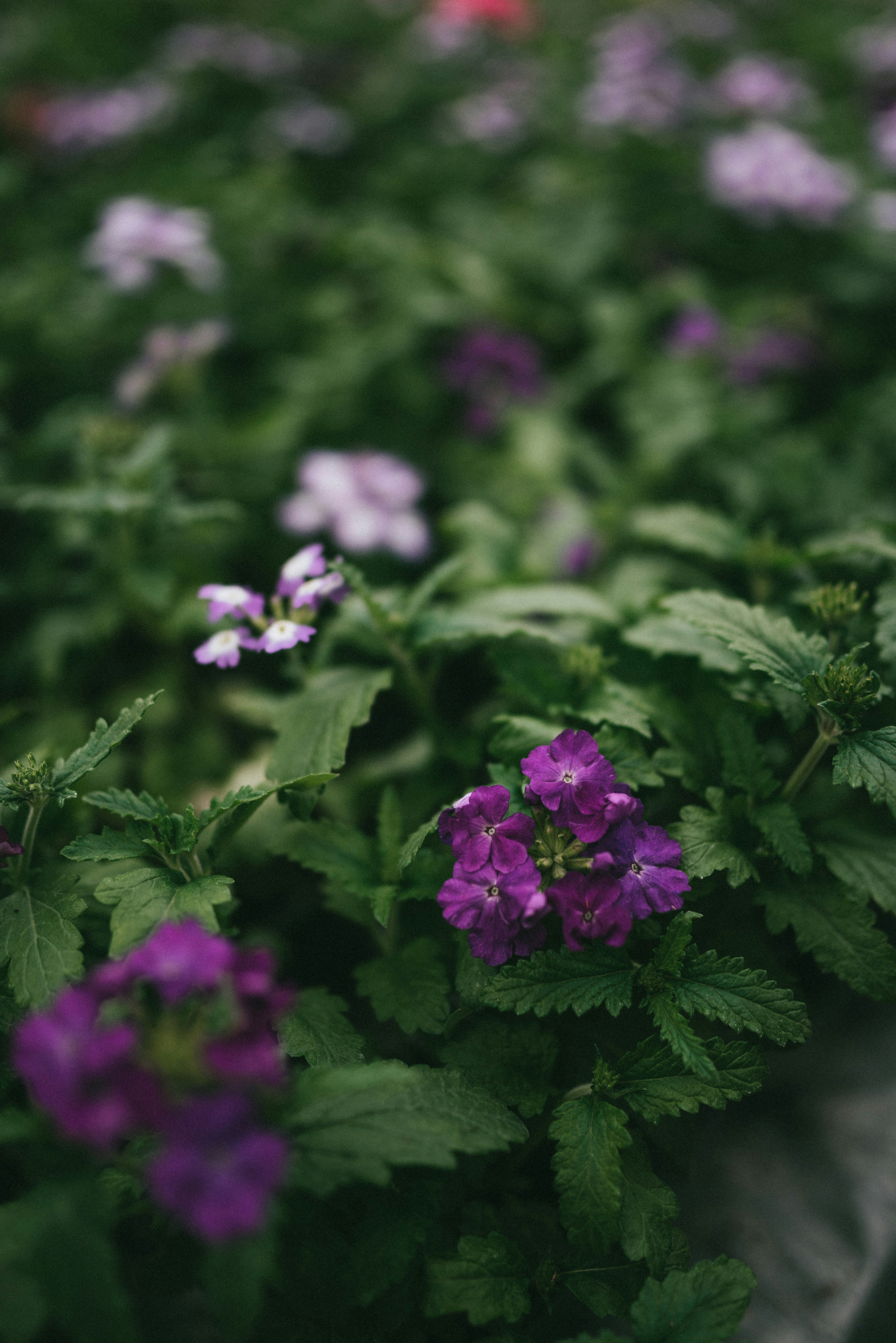 Photo by korobovaphoto